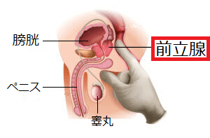 スキーン線は女性の前立腺？役割や刺激方法 - 夜の保健室