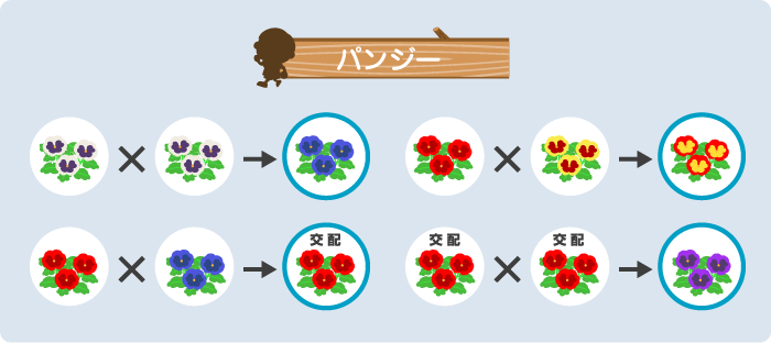 あつ森、花の交配はどれくらい正しいの？ 「青いバラ世代」のかはく研究員に聞いてみた -