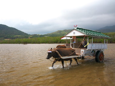 由布島の水牛車は予約なしで乗れる？混雑状況＆時刻表ガイド西表島ツアーズ