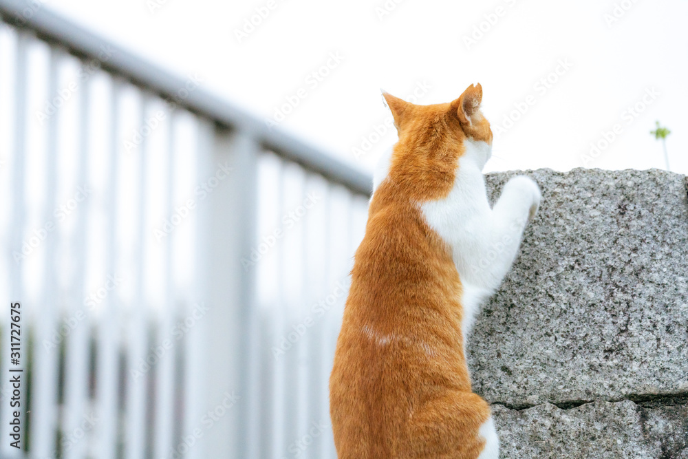 よじ登る 山神GANREF