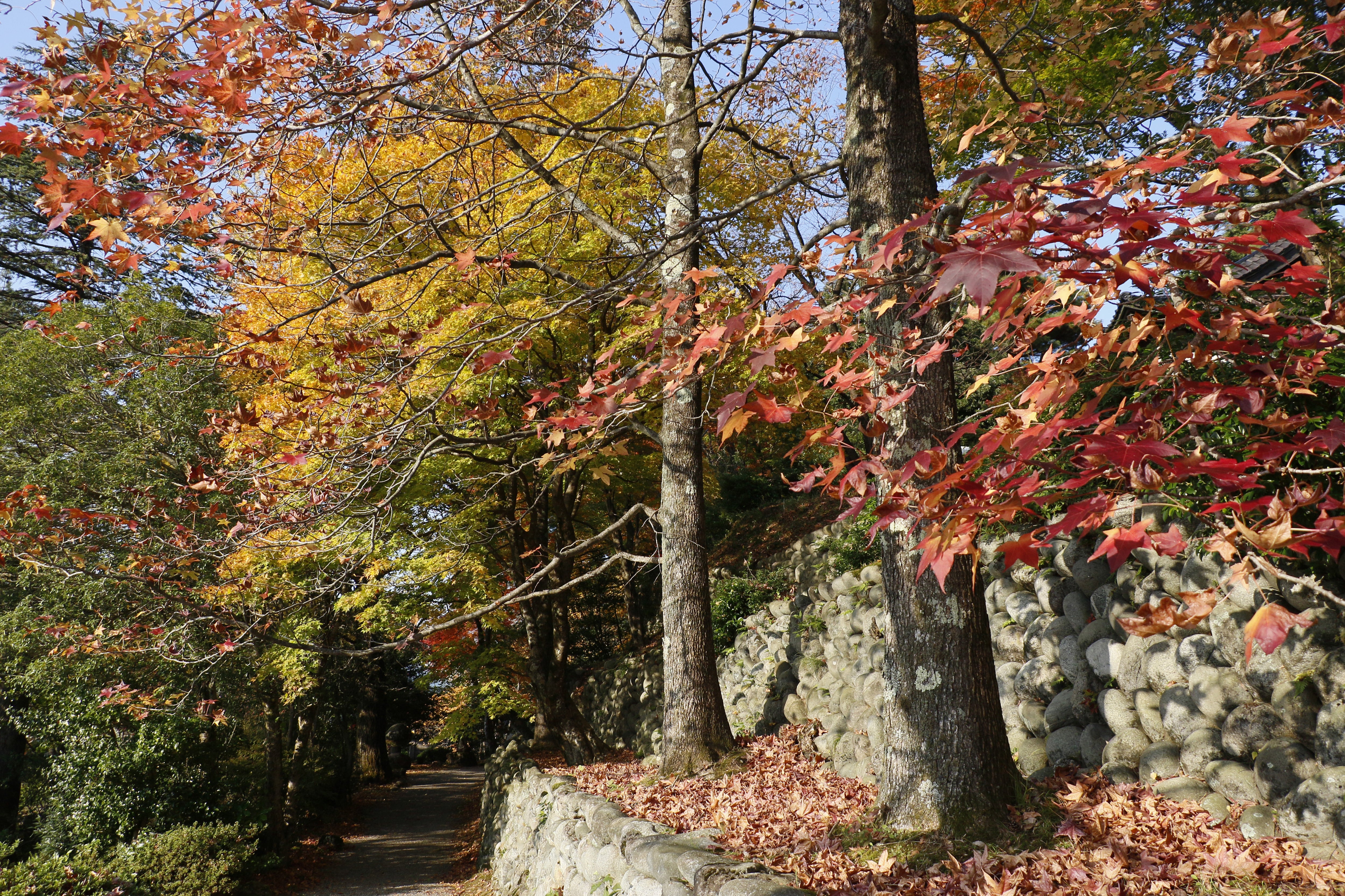 富山市 旧大沢野 の寺家公園の紅葉🍁 : 富山ライフ満喫