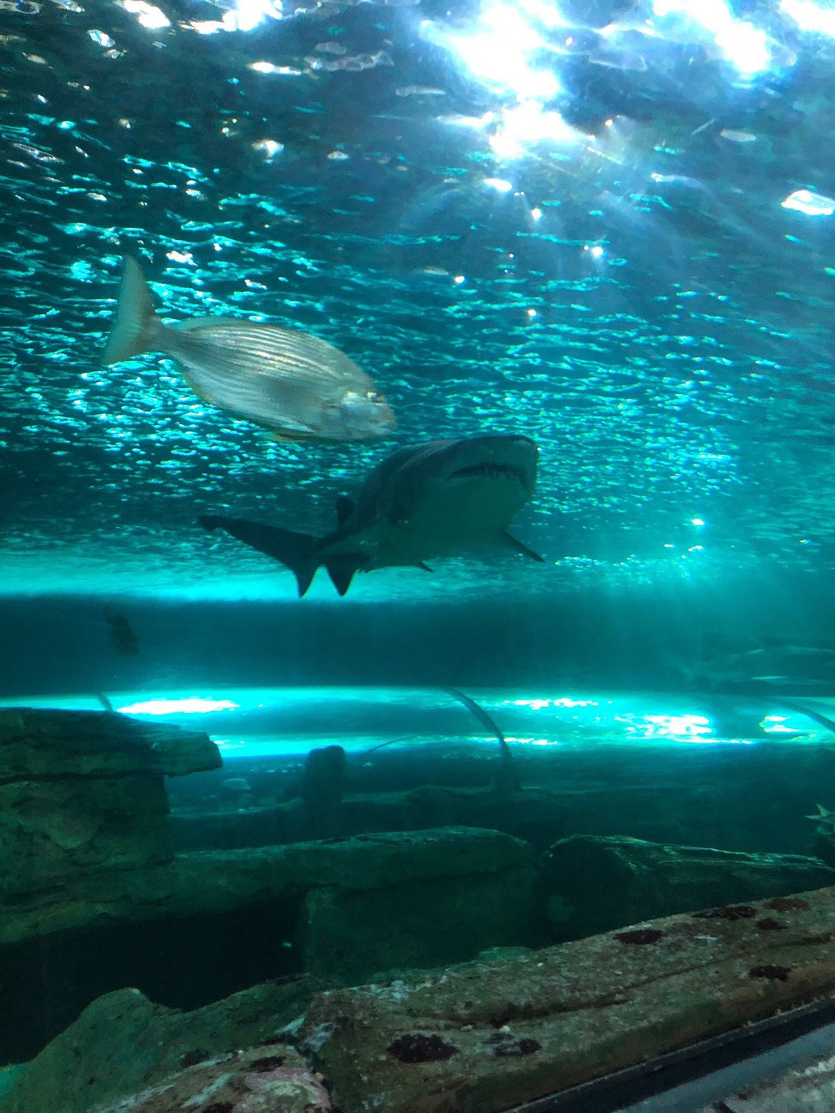 2025年 シー ライフ シドニー -