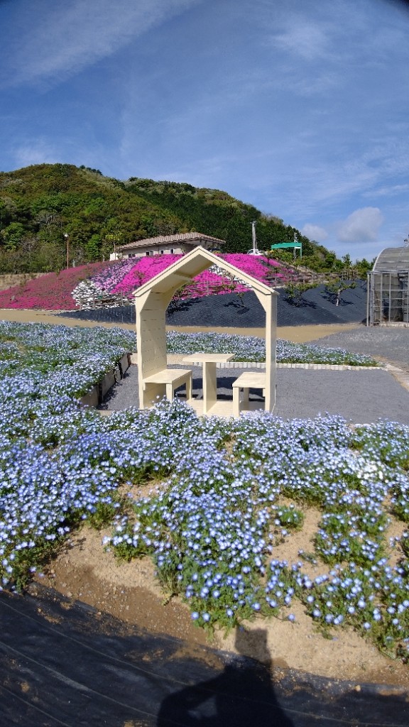 コスモス・紅葉コキア開園 2024志摩市観光農園公式 志摩市観光協会志摩観光・旅行情報サイト