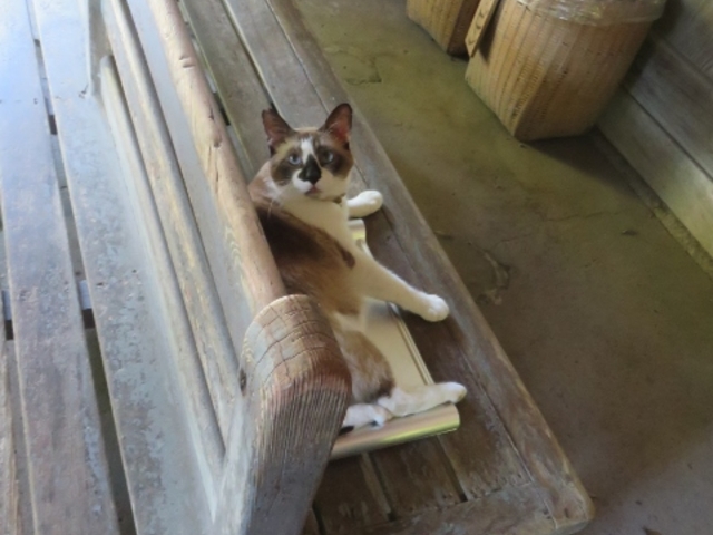 新川温泉 新川渓谷温泉郷鹿児島県 周辺の日帰り温泉 5選ゆこゆこ温泉ガイド