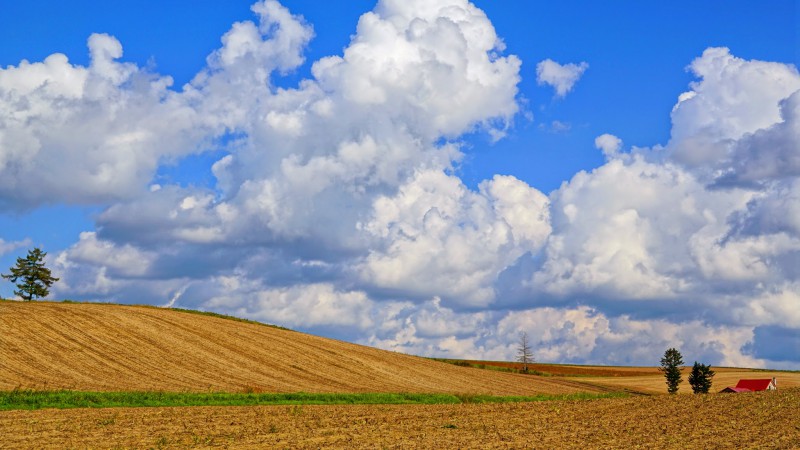 赤い屋根の家朝 - 美瑛町、新栄の丘展望公園の写真 -