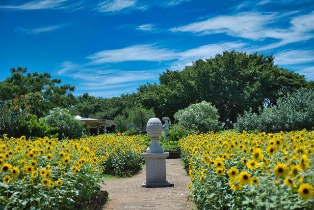 ソレイユの丘2024ヒマワリ畑・ヒマワリフード＆ソレイユパイレーツアイランド