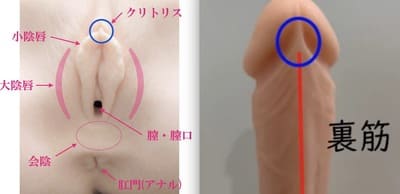 クリトリスは快感を得るための臓器であることを知っていましたか？