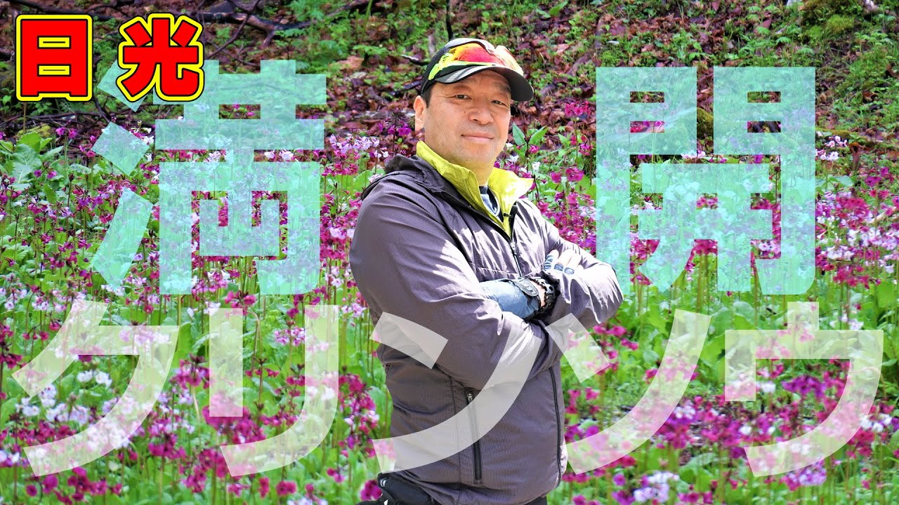 奥日光千手ヶ浜６月 クリンソウに逢いに行こう