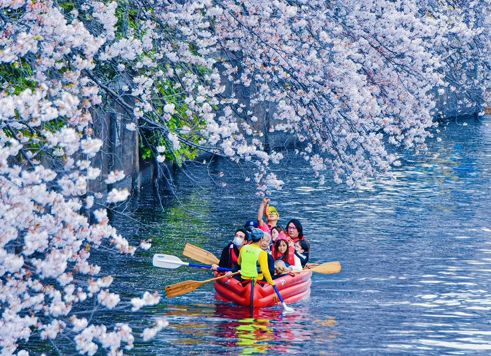 深川さくら祭り‐夜桜ライトアップ観覧クルーズ」 - WAmazing PlayワメイジングプレイSupported