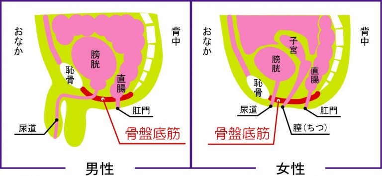 アナニー（アナルオナニー）のやり方まとめ – エッチライフ