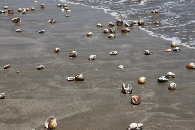竹島海岸 潮干狩り大盛況東日新聞