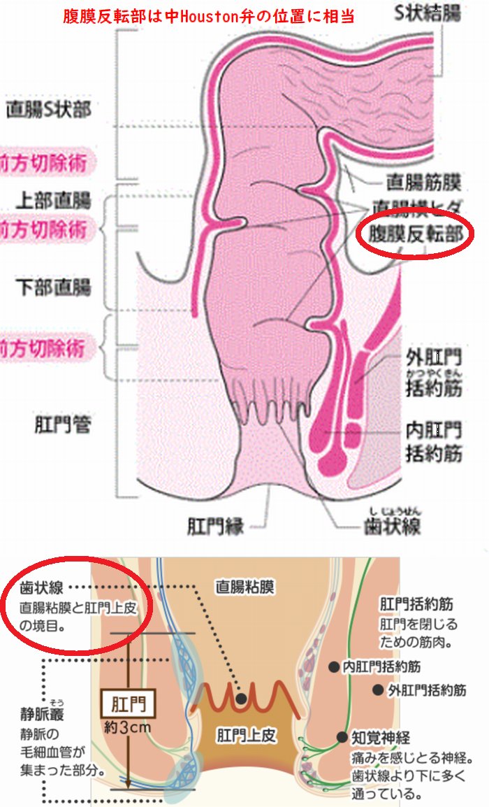 アナルの気持ちよさって男女でどーちがうの？ | ドライオーガズム研究部