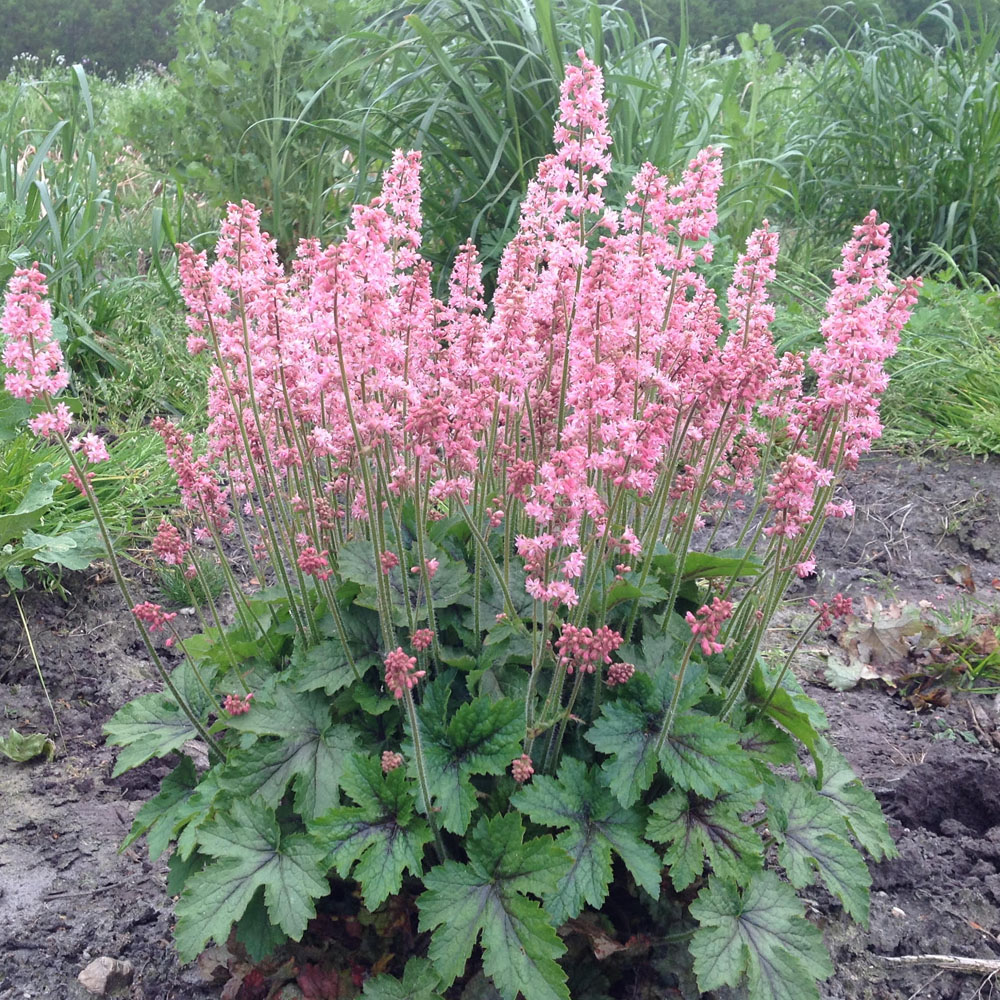 Heucherella 'Pink Revolution' |