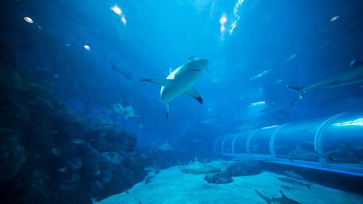 セントーサの水族館シー・アクアリウム - Visit Singapore