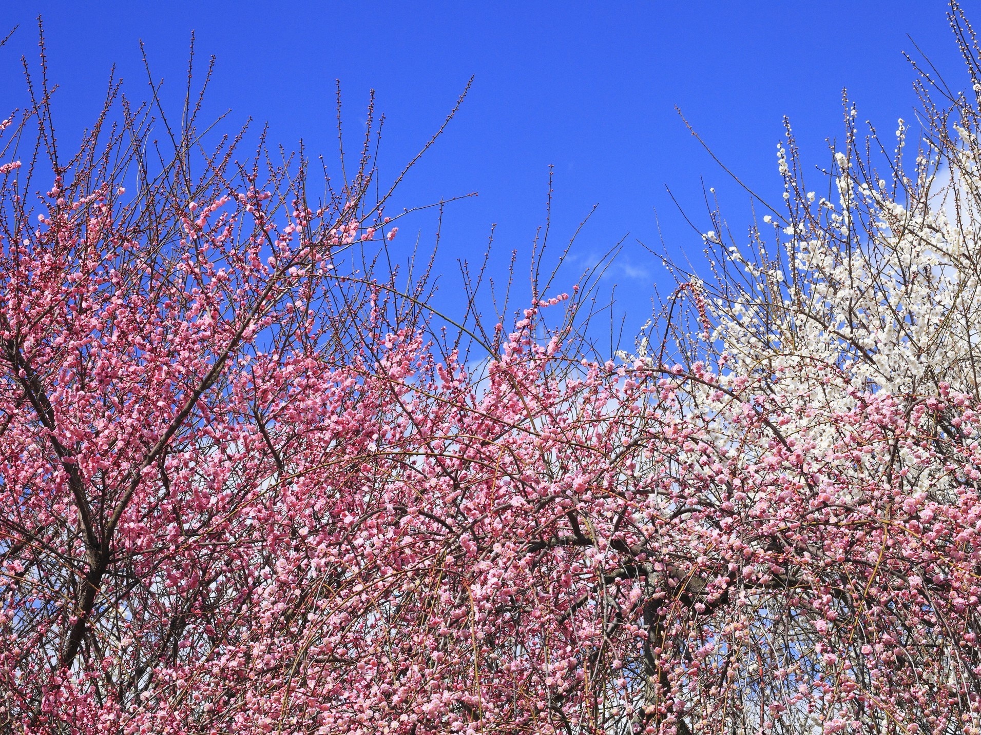 英語で「梅、桃、桜の花の違い」はどうやって説明する？例文付きで紹介！ | JapanWonderGuide