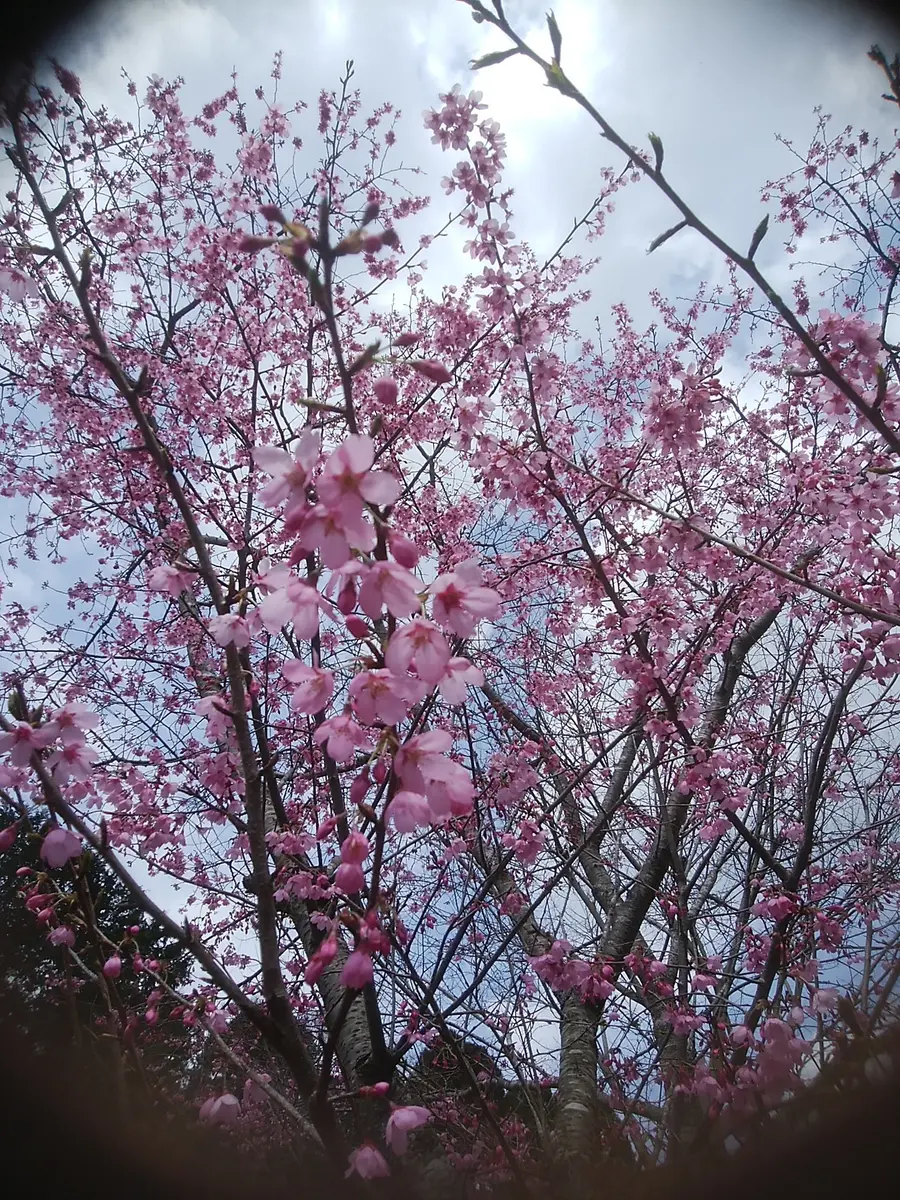 梅・桃・桜 春を探しに出かけよう♪とよたのお花見特集 | 愛知県西三河エリアの公式観光サイト