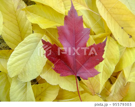 カナダ国旗の意味や由来・歴史とは？葉っぱマークの植物は何？バンクーバーの空に描く夢