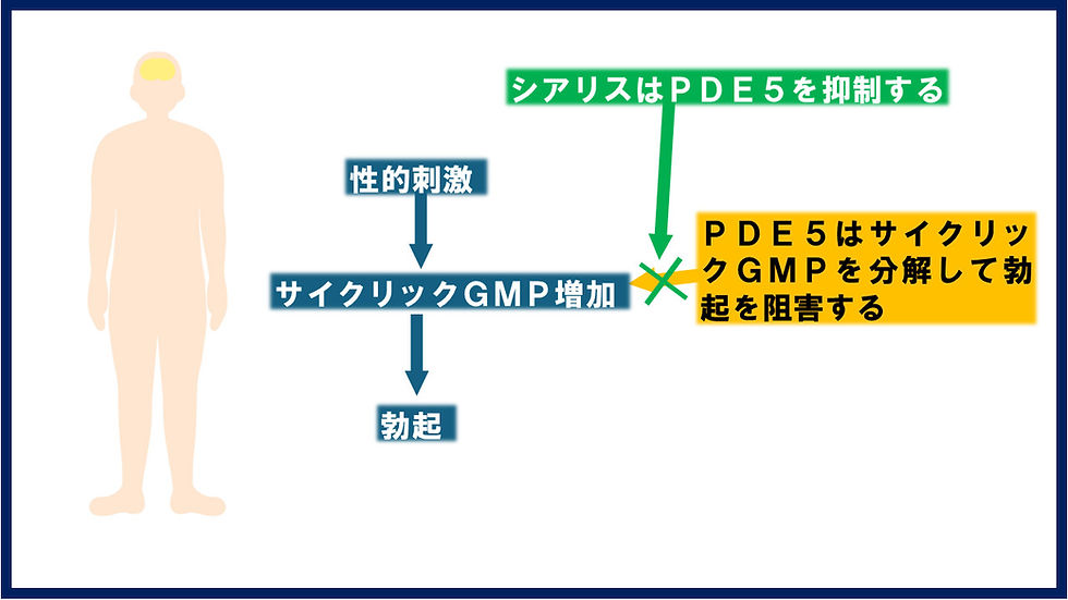 グレープフルーツとＥＤ治療薬の関係を徹底解説 | ED治療・早漏治療・AGA治療ならユニティクリニック（ユナイテッドクリニックグループ）