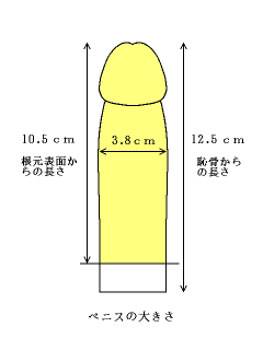 短小包茎とは！短小は何センチから？日本人の平均サイズや治療法 - アトムクリニック -