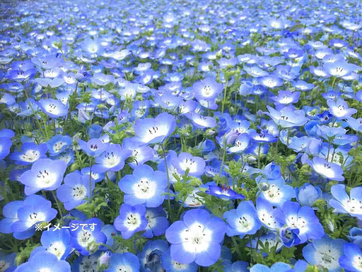 TENさんの投稿 大阪まいしまシーサイドパークことりっぷ