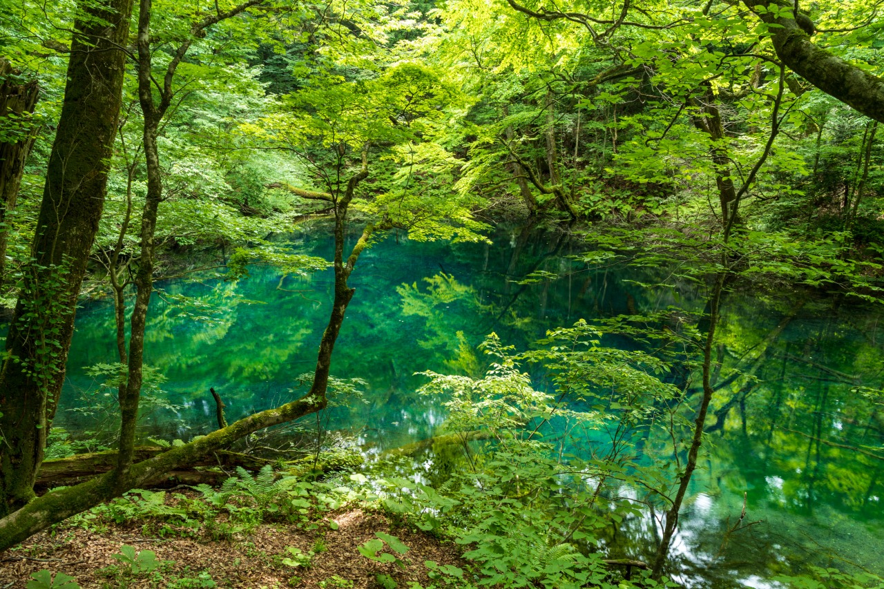 白神山地「青池」ガイド青森.LOVE 青森から観光スポット・名産品を紹介