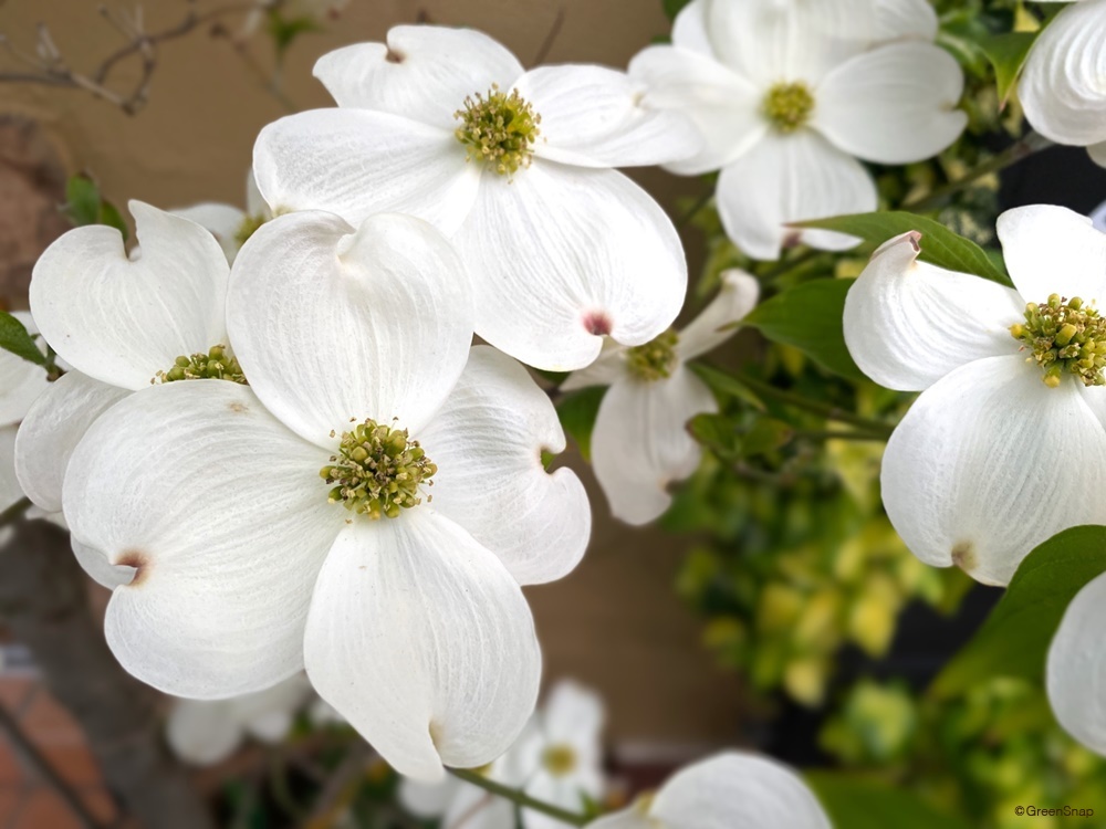 ハナミズキ 花水木 花 花言葉