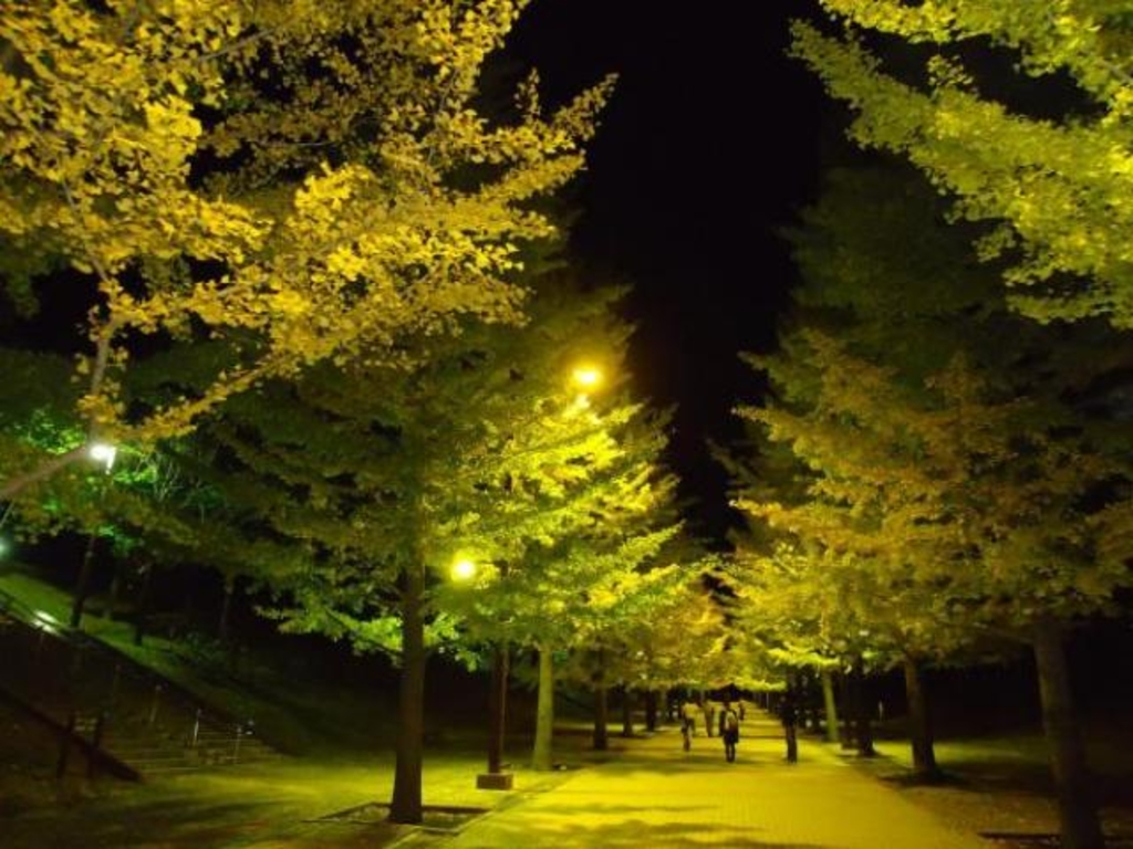 一度は訪れたい！あづま総合運動公園の桜福島市の桜の名所案内