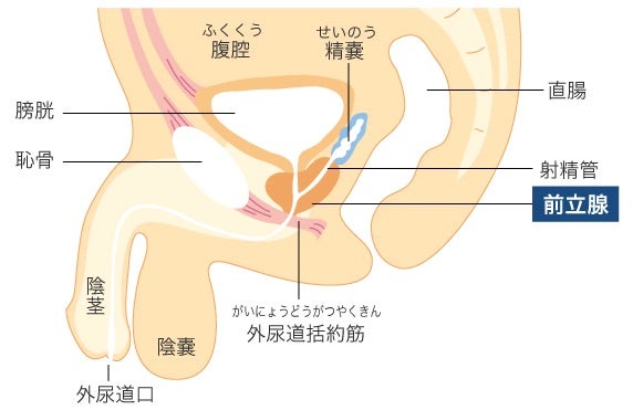 漫画動画で分かる！男性の性感帯の愛撫方法 - 夜の保健室