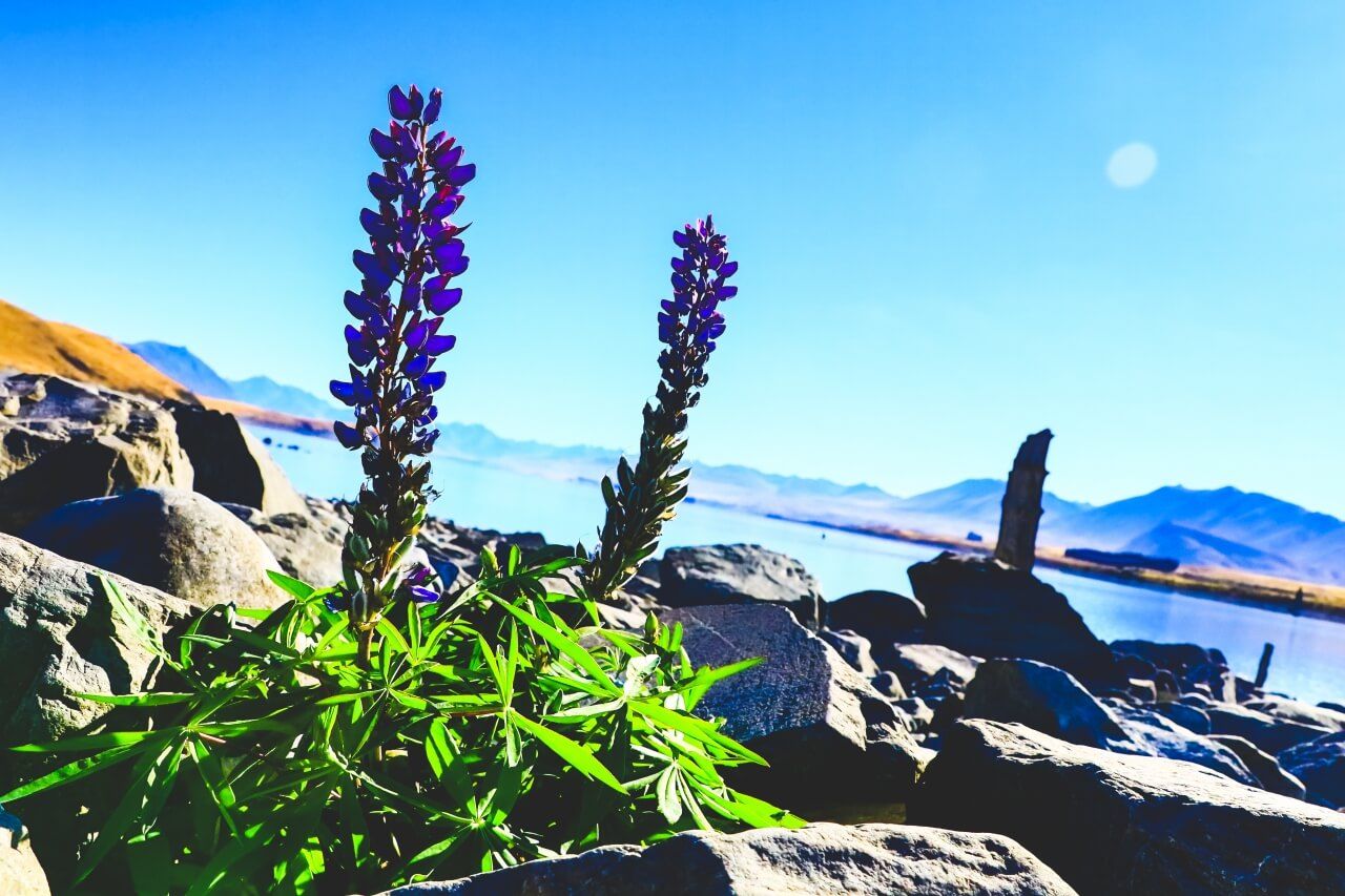 ニュージーランド テカポ湖』テカポ ニュージーランド