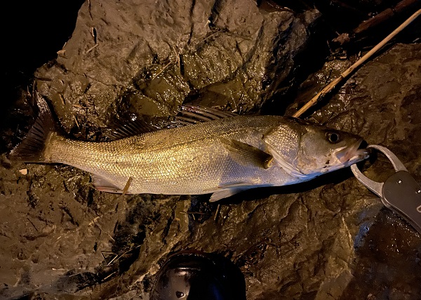 千住新橋シーバス釣りポイント画像情報。北風〇足場良好トイレ有