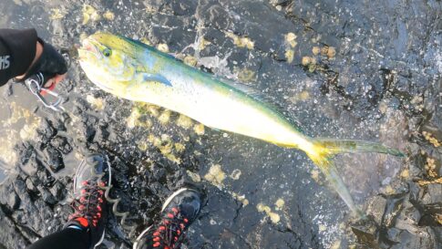 イシグロ伊東店 夏の青物!一発大物を狙うなら南伊豆沖磯へ!イシグロ伊東店釣具のイシグロ釣り情報サイト