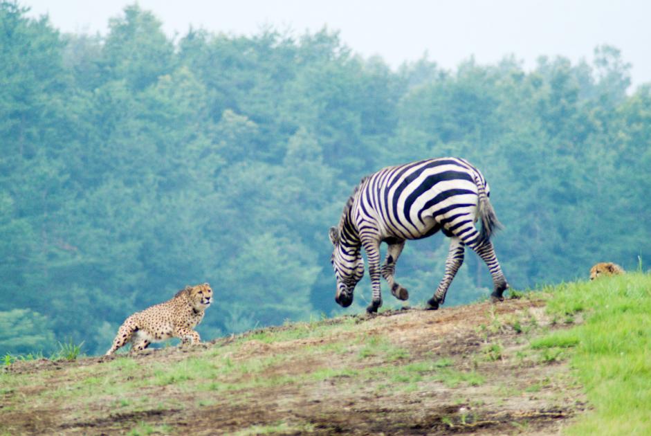 サバンナでサファリ体験アフリカ 旅行の観光・オプショナルツアー予約 VELTRA ベルトラ