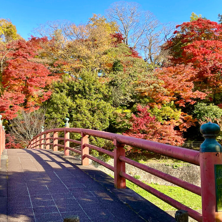 三室山の桜と竜田川 奈良県の写真素材FYI05095975ストックフォトの Qlean