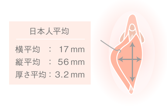 ペニスの平均サイズが1年間で大きくなっていた。なぜ？（調査結果）