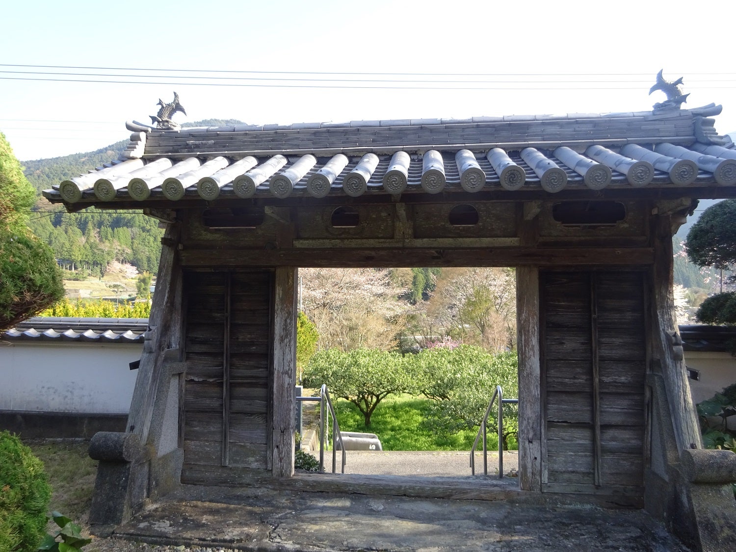 明王寺しだれ桜 アクセス・営業時間・料金情報 - じゃらんnet