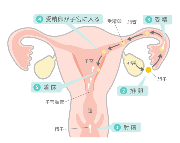 危険日・安全日っていつ？安全日は本当に安全？｜スマルナ