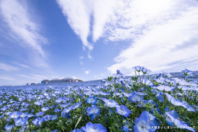 舞洲シーサイドパーク ネモフィラ 見頃