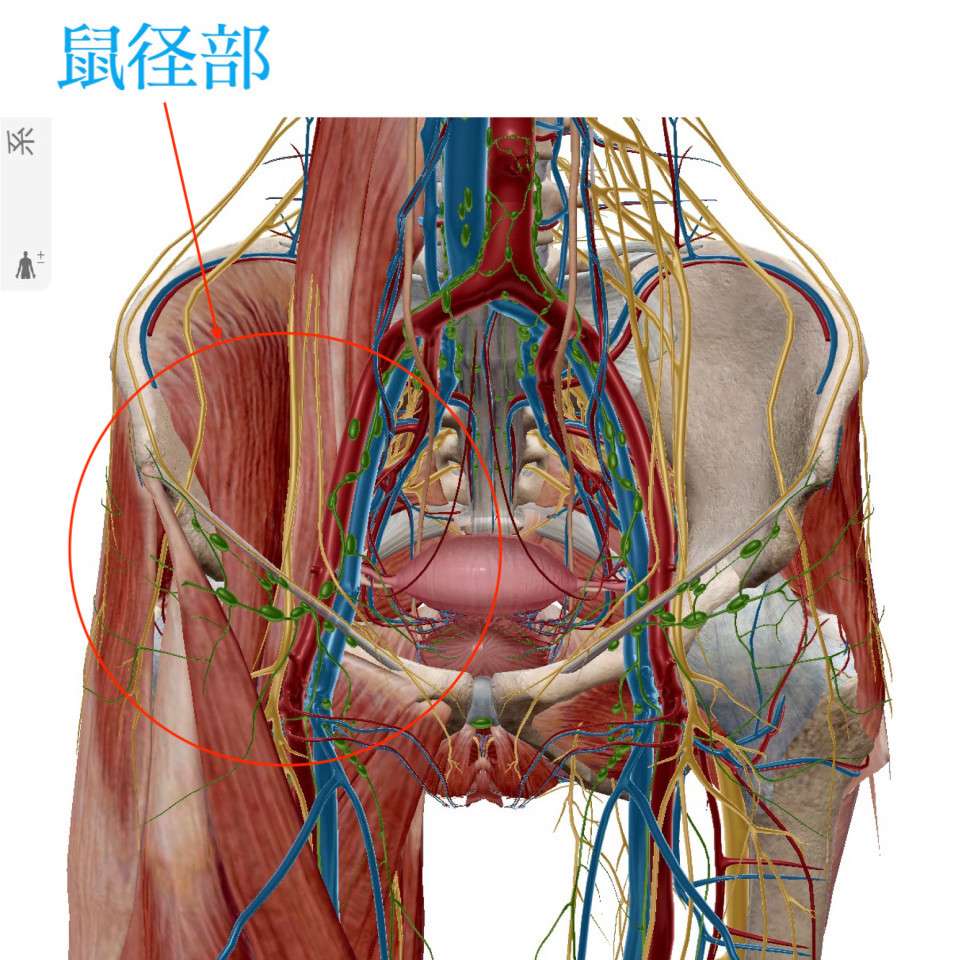 消化器外科 おなかのヘルニアセンター｜診療科・部門のご案内｜近畿大学奈良病院