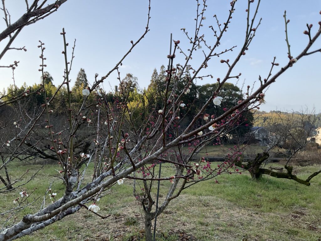 福岡県の梅の名所一覧 - NAVITIME