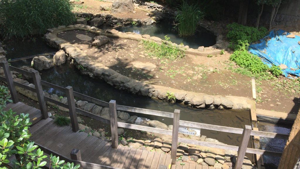 駅チカ＆無料で楽しめる！」淡水小物釣りおすすめ釣り場『氷川つり堀公園』を紹介 東京TSURINEWS