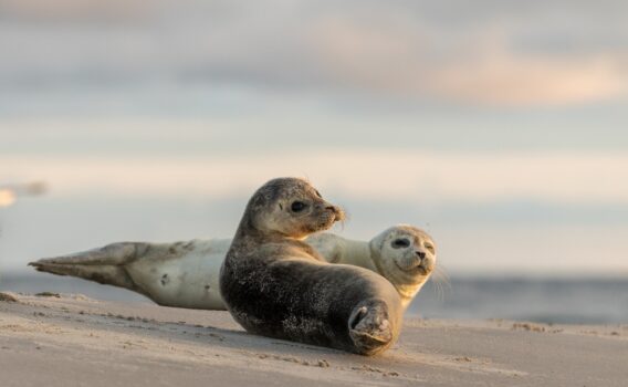 ベルビュービーチ デンマーク コペンハーゲン2北欧Travel Diary