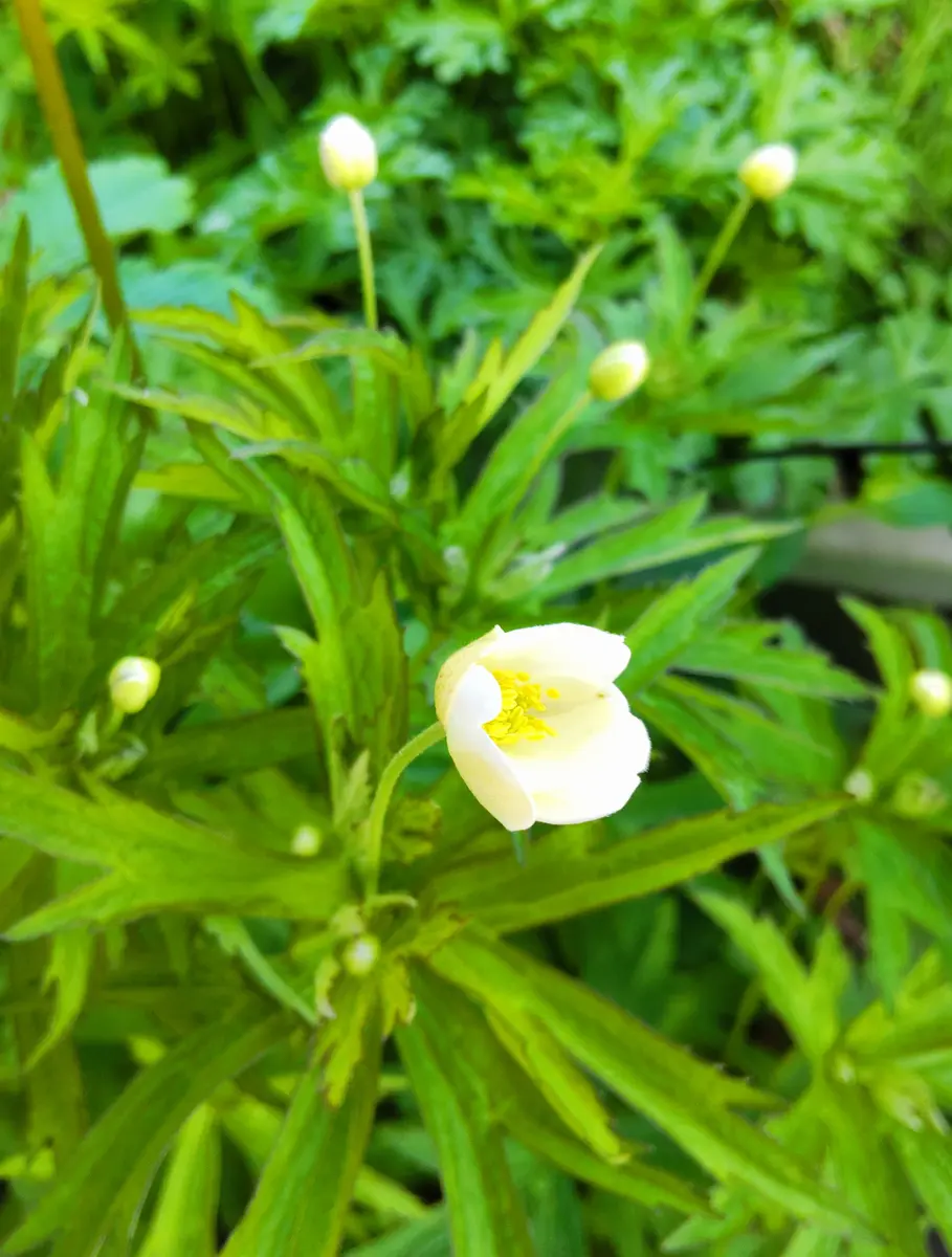 函館の山芍薬の開花｜園芸日記byjictenko｜みんなの趣味の園芸｜1074569