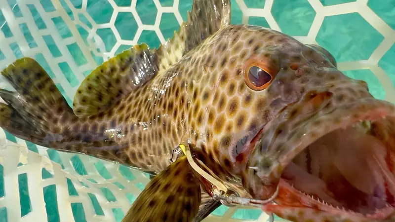 沖縄本島おかっぱり ポイント調査釣行 ミーバイ沖縄本島ルアーフィッシング&たまに餌釣り？そして脱線