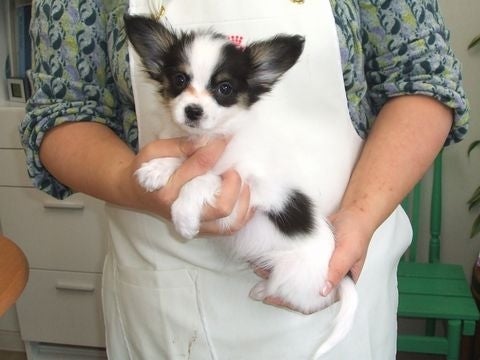 品川動物医療センター 大崎動物病院 -