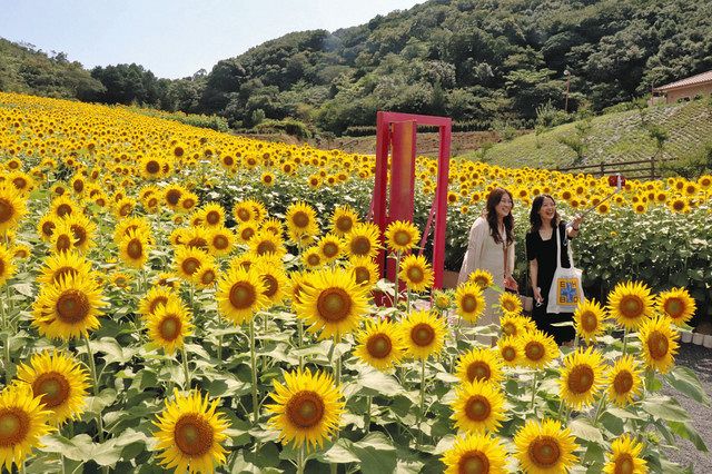 志摩市観光農園のフリー写真素材・無料壁紙三重フォトギャラリ