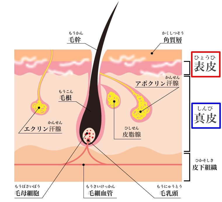 ヒゲ脱毛1回の効果｜【公式】メンズリゼのヒゲ脱毛専門サイト