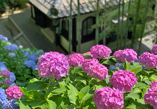 あじさい寺」には朝一番に。美しい境内と和食処に癒される大人の北鎌倉散策へキナリノ