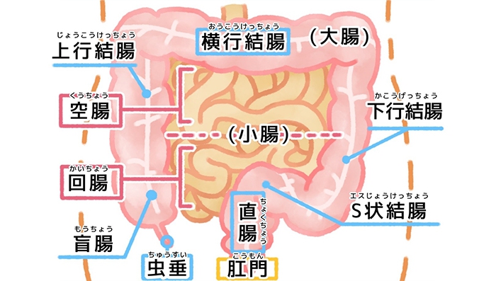 S状結腸の写真素材 - PIXTA