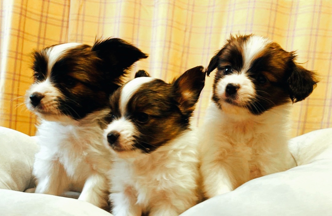 Puppies - COCCOLARE Papillon