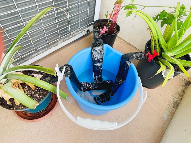 朝顔の水やり 旅行中どうする？そんなときはこれがおすすめ☆ - 選びながら生きていく☆